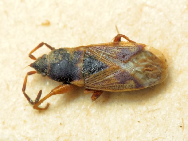 Icus angularis Fieber, 1861